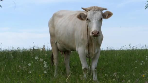 Weiße Kuh auf einer Weide. Cash Cow steht auf einer grünen Wiese und wedelt mit dem Schwanz. Wildblumen wiegen sich im Wind. Zeitlupe. Gesamtplan. — Stockvideo