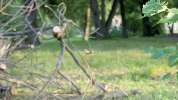 Gestreepte vliegen zweven in de lucht — Stockvideo