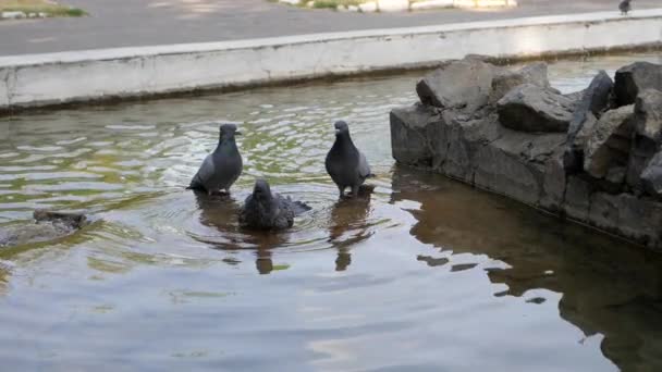 Pigeons are bathed in the clear water. — Stock Video