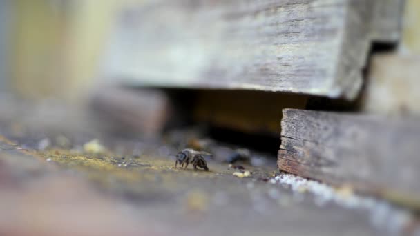 Abejas guardianas vigilando la entrada a la colmena — Vídeos de Stock