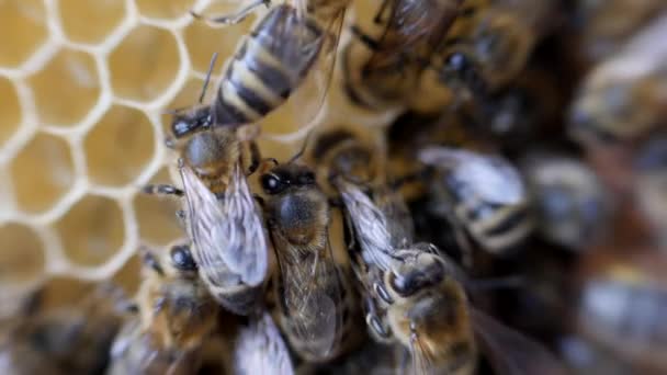 Travail des abeilles nid d'abeille avec du miel . — Video