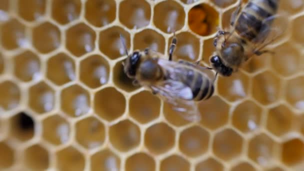 Abelhas de trabalho trabalham favo de mel com mel . — Vídeo de Stock
