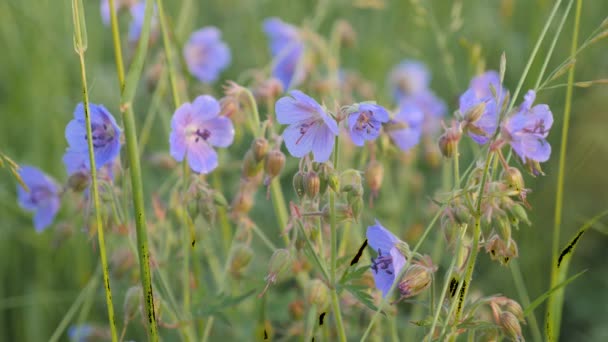 The field-blue wild geranium. Green field in summer. — Stock Video
