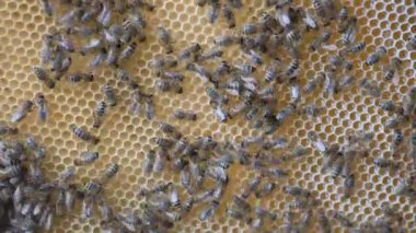 Çalışma arılar petek bal ile çalışır. insan el parmaklarında bal ile hücre konumu gösterir.