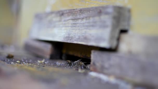 Guard bees guarding the entrance to hive — Stock Video