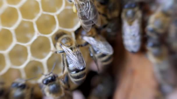 Рабочие Пчелы Работают Сотами Медом Медленное Движение Full — стоковое видео