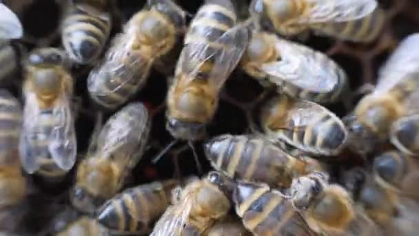 Las abejas trabajadoras trabajan el panal con miel . — Vídeos de Stock