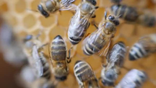 Le api che lavorano lavorano a nido d'ape con miele . — Video Stock