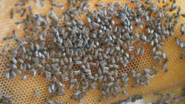 Werkende bijen werk honingraat met honing. — Stockvideo