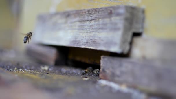 Guard bees guarding the entrance to hive — Stock Video