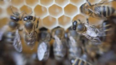 Çalışma arılar petek bal ile çalışmak.