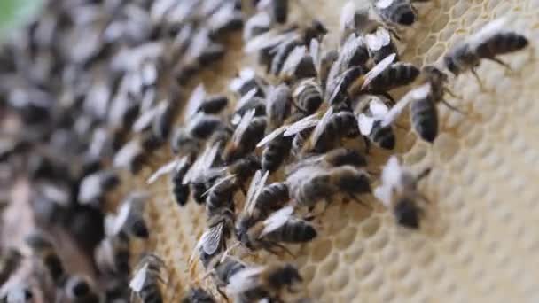 Travail des abeilles nid d'abeille avec du miel . — Video