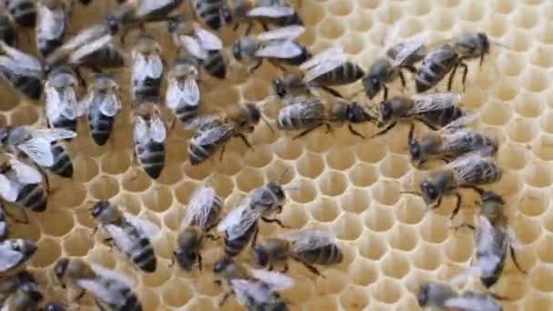 Arbeitsbienen arbeiten Wabe mit Honig. — Stockvideo