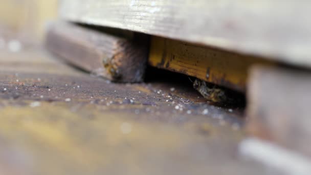 Pszczoły straży, strzegący wejścia do ula — Wideo stockowe