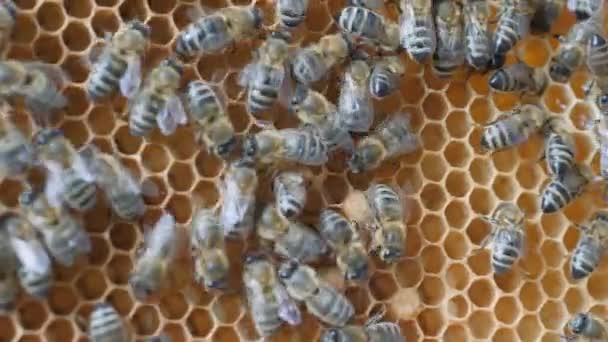 Travail des abeilles nid d'abeille avec du miel . — Video