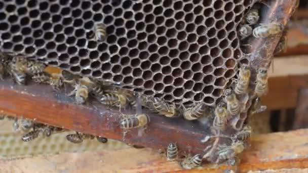 Travail des abeilles nid d'abeille avec du miel .
