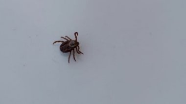 Kan emici böcek. akar gider. Beyaz bir yüzeye sürünerek böcek.