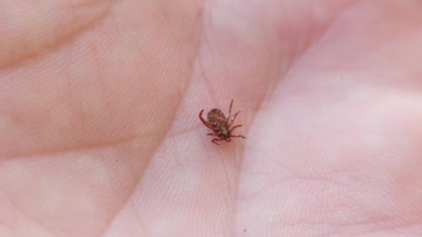 Blodsugande insekt. mite. insekten på en mänsklig palm ligger på ryggen. tickande håll pincett. — Stockvideo