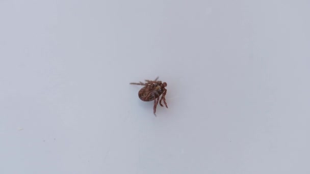 Un insecte suceur de sang. Un acarien. insecte se couche sur le dos et tente de se retourner sur le ventre avec ses jambes .