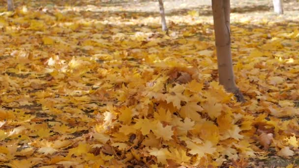 Осень. Маленькие дети в жёлтых листьях. Дети играют на улице с опавшими листьями. Осенняя роща берез и кленов. Мальчики выбрасывают упавшие листья деревьев на верхушку. Ребенок сидит на... — стоковое видео
