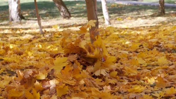 秋。黄色の葉で、小さな子供。子供たちは、落ち葉が付いている通りで遊ぶ。白樺とモミジの秋のグローブ。男の子は、一番上の木の落ち葉をスローします。子供は、上に座っている、 — ストック動画