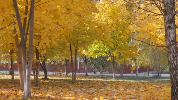 Herfst. gele bladeren die vallen op de achtergrond van bomen — Stockvideo