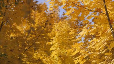 Sonbahar. Akçaağaç sarı yaprakları dallarında. Bir sarı arka plan sonbahar orman.