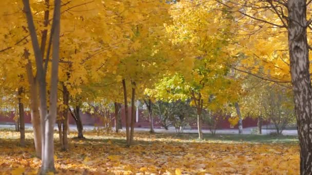 Automne. feuilles jaunes tombant sur le fond des arbres 
