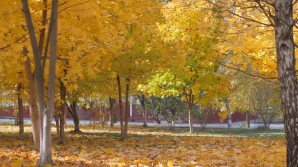 Automne. feuilles jaunes tombant sur le fond des arbres — Video