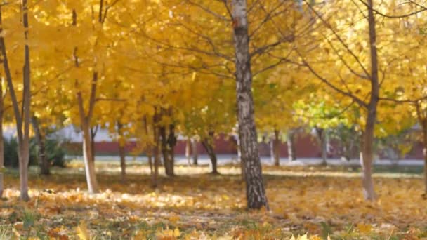 Το φθινόπωρο. κίτρινα φύλλα που πέφτουν στο φόντο των δέντρων — Αρχείο Βίντεο