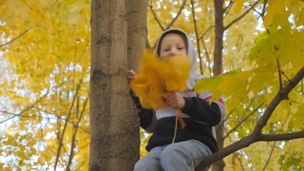 Musim gugur. Anak kecil dengan daun kuning. Anak-anak bermain di jalan dengan daun tumbang. Gugur rumpun burung dan maples. Anak-anak bahagia di jalan. Sinar matahari menerobos kuning. — Stok Video