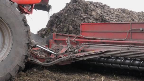 Raccolta di barbabietole da zucchero. operazione di carico della radice nella parte posteriore di un rimorchio di camion . — Video Stock