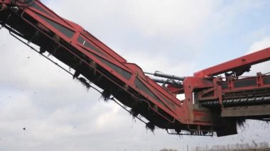 Şeker pancarı hasat. arkasında bir kamyon römork kök yükleme işlemi.