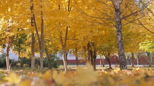 Herbst. Gelbe Blätter fallen auf den Hintergrund von Bäumen — Stockvideo