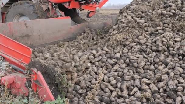 Récolte de betteraves à sucre. fonctionnement du chargement de la racine à l'arrière d'une remorque de camion . — Video