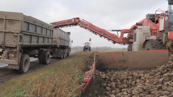 Colheita de beterraba sacarina. operação de carregamento da raiz na parte de trás de um reboque de caminhão . — Vídeo de Stock