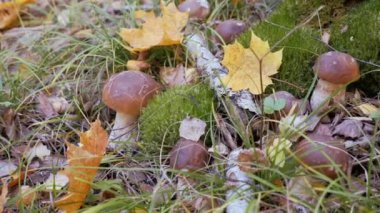 Beyaz mantar ormanın içinde. Sonbahar sezonu muhteşem mantar glade. Sarı yaprak korichnivuyu mantar kapakta düşüyor. hareketli kamera.