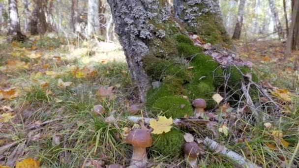 Biały grzyby w lesie. Fantastyczny grzybową polanę w sezonie jesiennym. Żółty liść spada na korichnivuyu kapelusza. kamery w ruchu. — Wideo stockowe