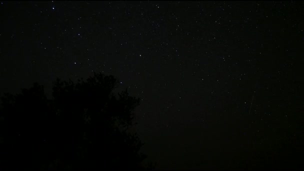 Sterrennacht hemel. Fonkelende sterren in de donkere nachtelijke hemel. Time-lapse. Starfall op een sterrenhemel. Fascinerend schouwspel. Nachtelijke hemel achter de kruin van een boom. Beweging in het frame. Mooie verleidelijke — Stockvideo