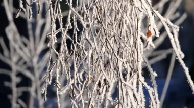 Karla kaplı ağacın dalları, kar taneleri düşme.
