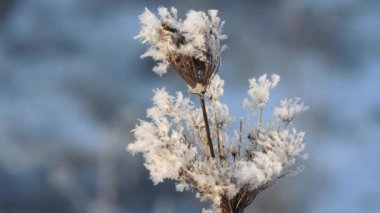 Karda kuru ot. Kuru ot karşı kar taneleri içinde kefen Panicles.