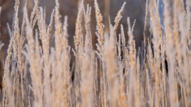 Karda kuru ot. Kuru ot karşı kar taneleri içinde kefen Panicles.