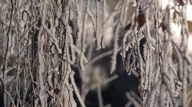 Karla kaplı ağacın dalları, kar taneleri düşme.
