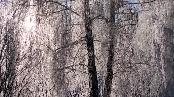 Dalları karla kaplı Birch mavi gökyüzü. Kar düşüyor. — Stok video