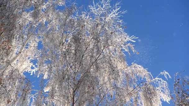 在蓝天上, 被白雪覆盖的桦树的树枝。降雪. — 图库视频影像