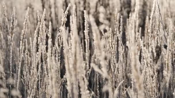 Dry grass in the snow. Panicles of dry grass shrouded in snowflakes against. — Stock Video