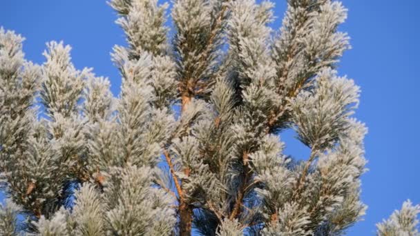 Pine gren täckt med snö mot den blå himlen. — Stockvideo