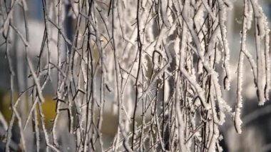 Karla kaplı ağacın dalları, kar taneleri düşme.