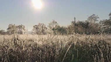 Karda kuru ot. Kuru ot karşı kar taneleri içinde kefen Panicles.