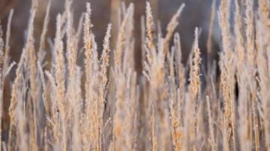 Karda kuru ot. Kuru ot karşı kar taneleri içinde kefen Panicles.